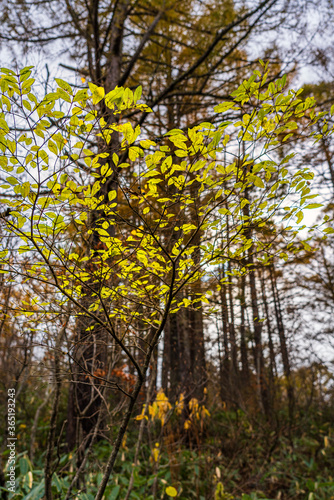 黄色く染まる木の葉