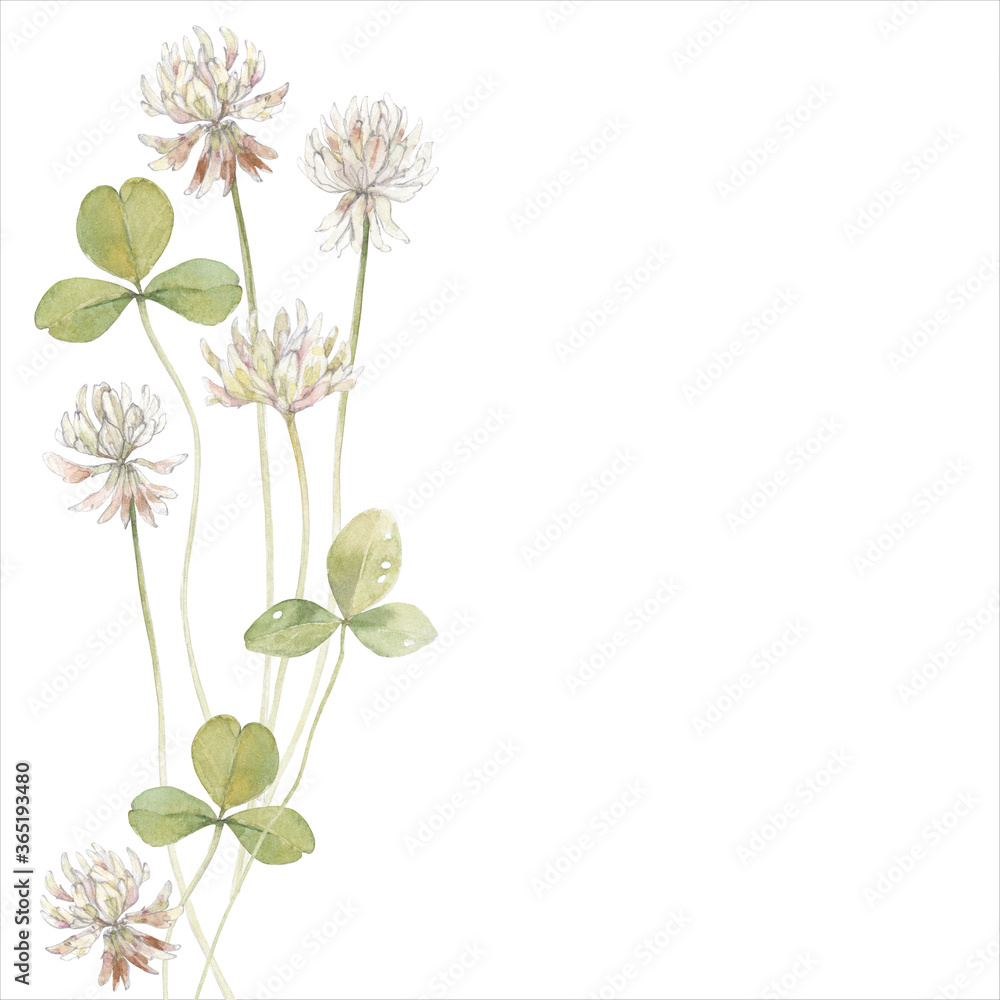 Watercolor illustration on white with copy space for text - background with clover - backdrop for greeting cards, posters, banners and placards.