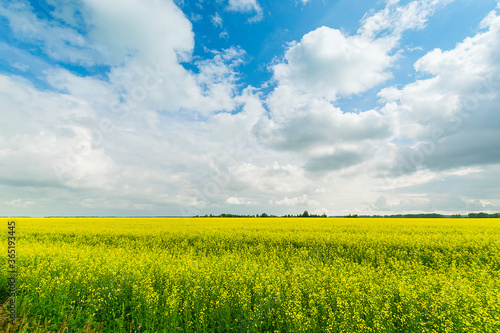 Fields of flowering yellow rapeseed plants blue sky clouds. Summer nature landscape. Horizontal frame copy space