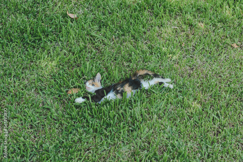 Cute little kitten is sleeping in the grass.