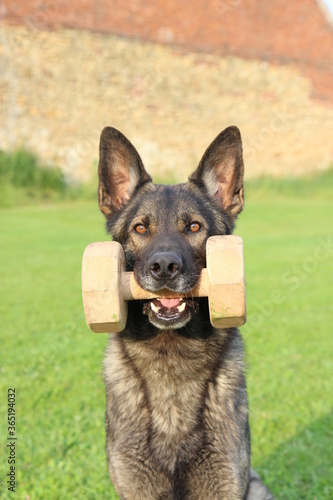 Foto reinrassiger Deutscher Schäferhund mit Bringholz Hundesport bringen apportieren