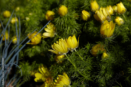 Obraz na płótnie The yellow adonis vernalis spring flower.