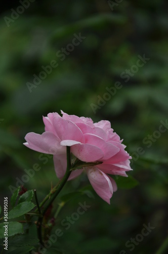 Pink rose blooms in the garden