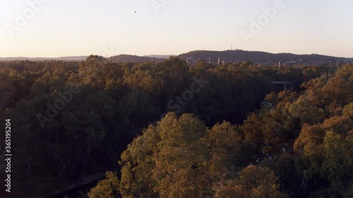 Aerial sunrise flying along tree tops of the Murrumbidgee River with the rural city of Wagga Wagga New South Wales Australia in the background, birds flying by. photo