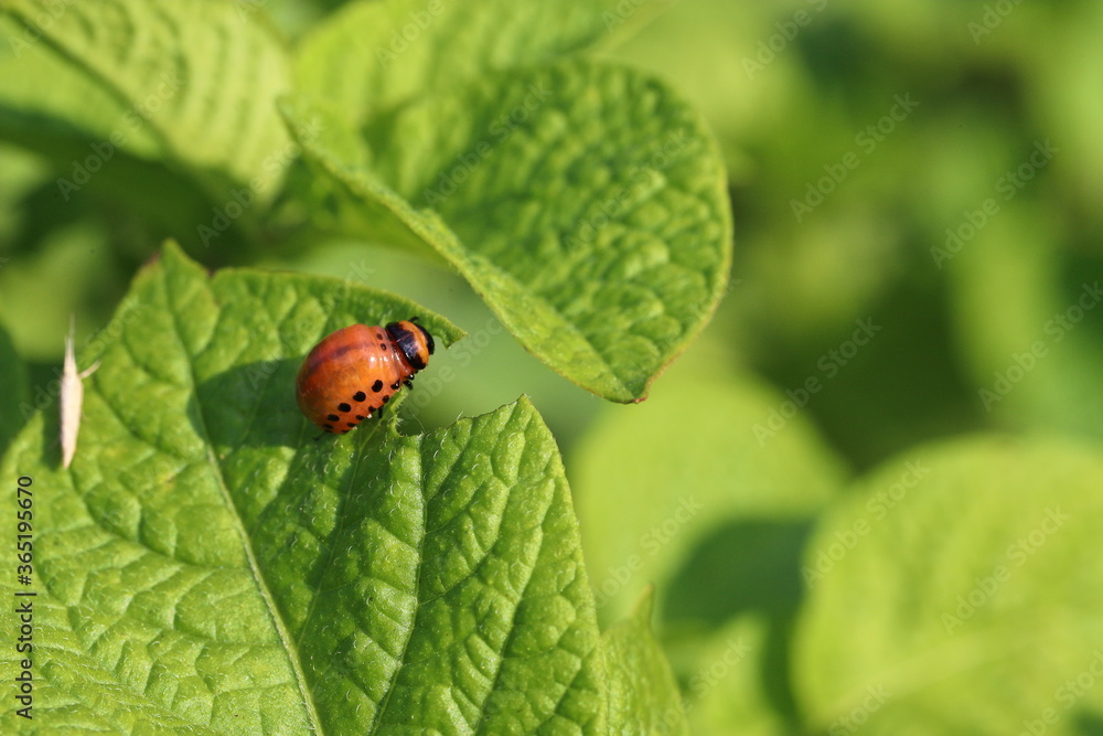 Colorado potato beetle larvae with potatoes eat green potato leaves. The main pest of potato crops. Potato bug. Striped beetle Colorado potato beetle larvae with potatoes eat green potato leaves. The main pest of potato crops. Potato bug. Striped beetle