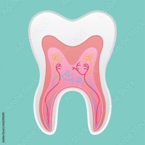 tooth anatomy