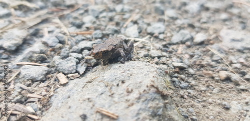 Tiny frog on rock