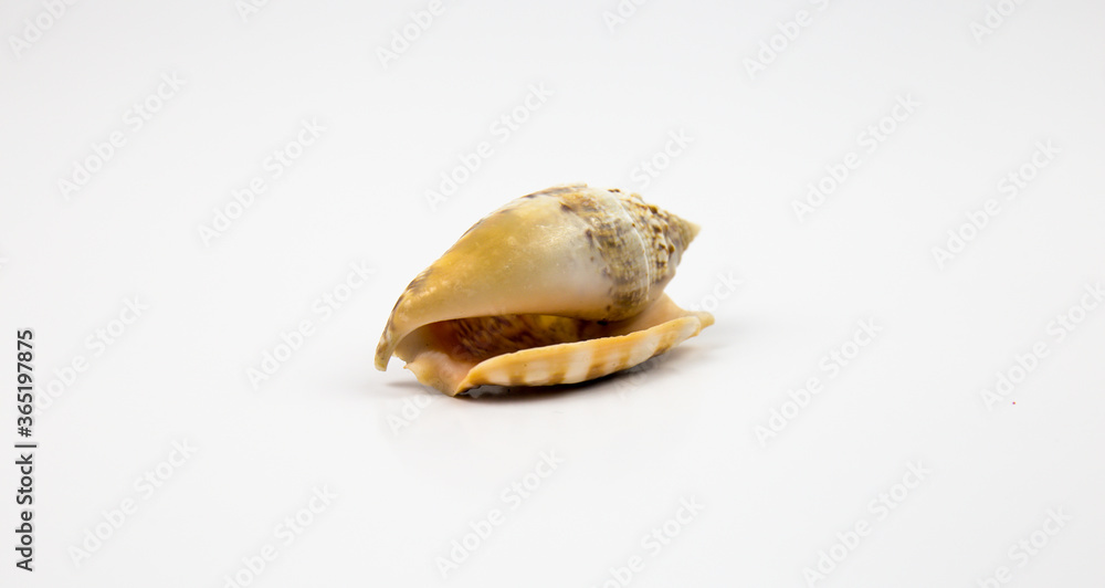 white background with marine motifs, fossil shells.