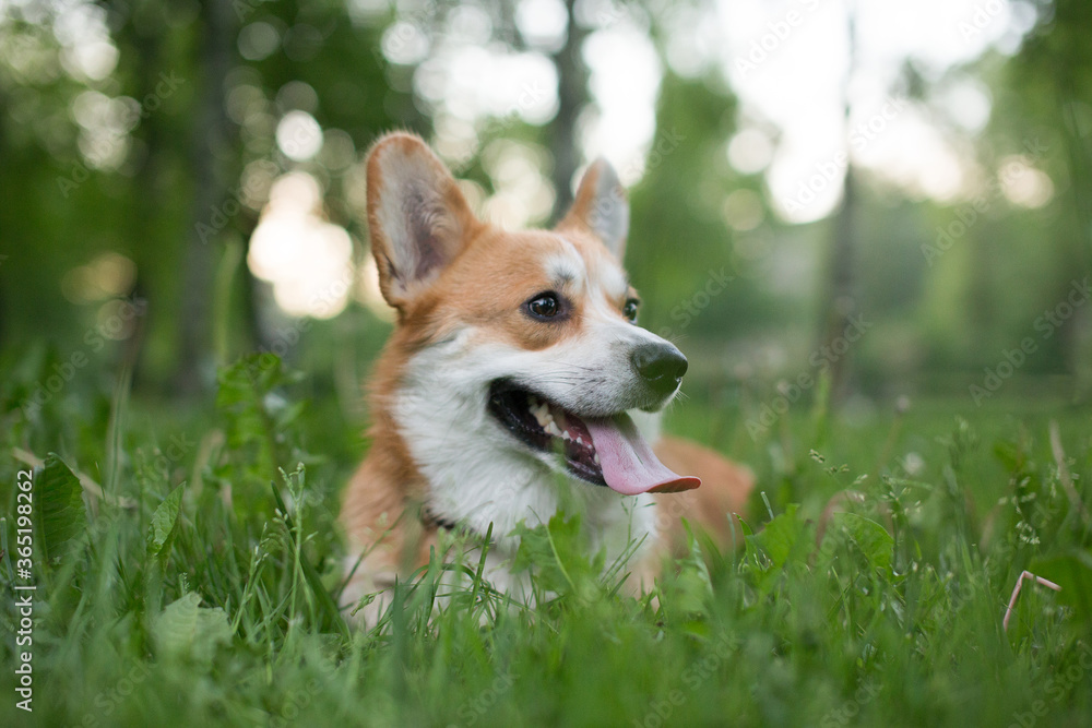 Dog in the grass Dog in the grass