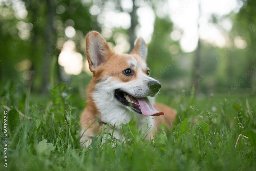 Dog in the grass