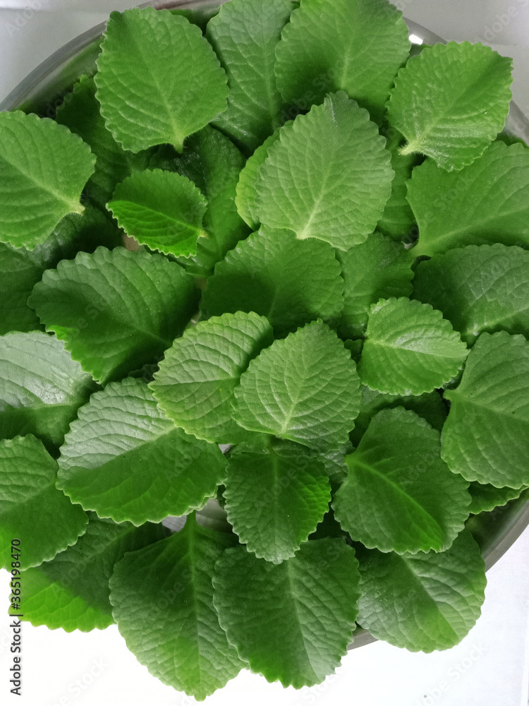 fresh mint leaves fresh mint leaves