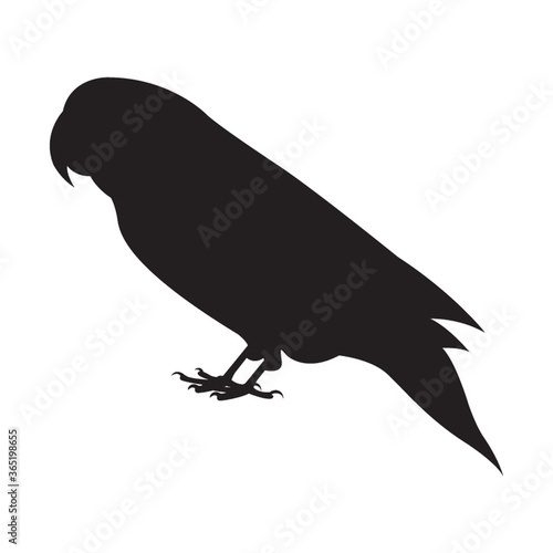 silhouette of parrot