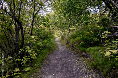 paths in the forest