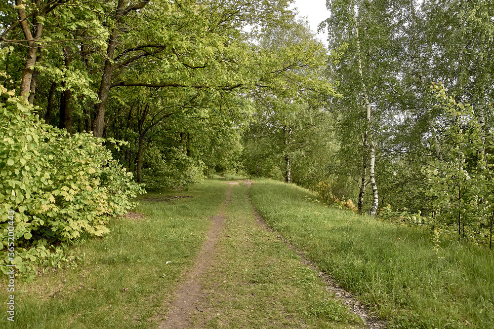 paths in the forest