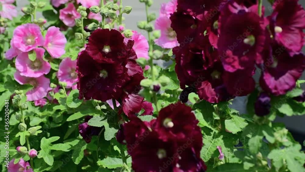 The Beautiful red decorative mallow is closeup The Beautiful red decorative mallow is closeup