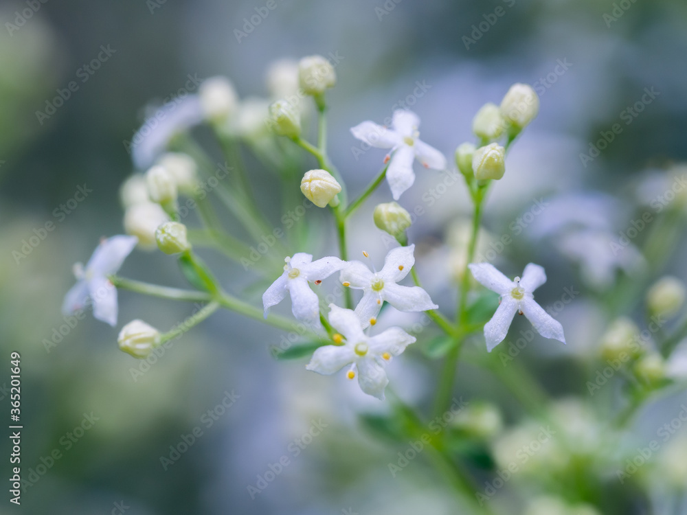 Close-up of heath bedstraw flowers in blossom. Galium saxatile. Mat-forming herb found on grassland, moors and woods. Selective focus, shallow depth of field. Close-up of heath bedstraw flowers in blossom. Galium saxatile. Mat-forming herb found on grassland, moors and woods. Selective focus, shallow depth of field.