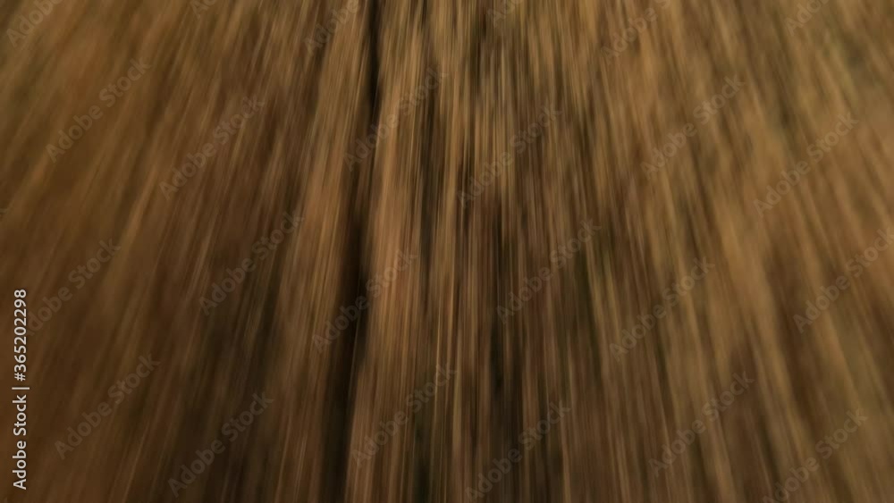 Top view drone flies very fast over yellow agricultural field on summer day. Camera flies forward over spikelets. Wind swings harvest of grain crops Top view drone flies very fast over yellow agricultural field on summer day. Camera flies forward over spikelets. Wind swings harvest of grain crops