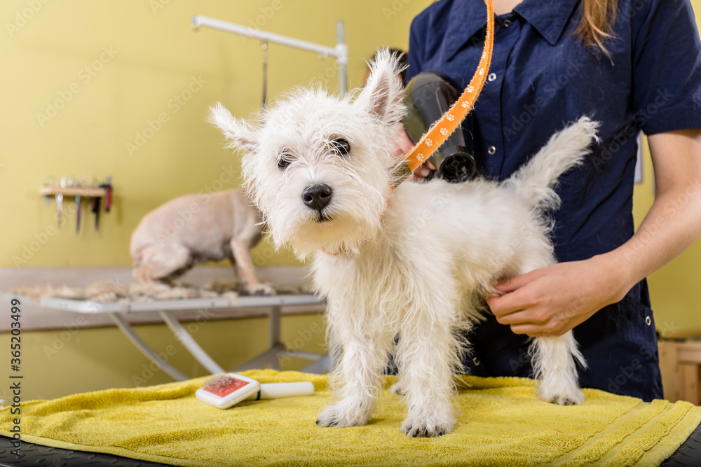 Grooming salon working place, pet shop. Grooming salon working place, pet shop.