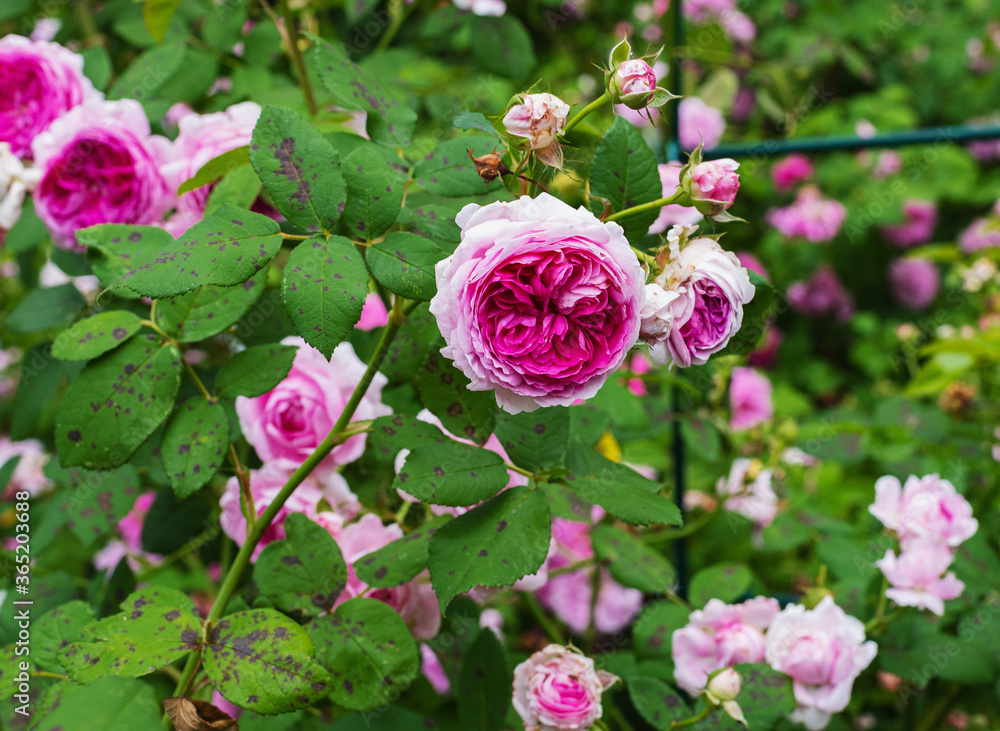 french rosehip, roses with pink flowers french rosehip, roses with pink flowers