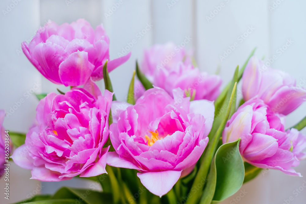 Fototapeta premium Beautiful magenta tulip flower bouquet 