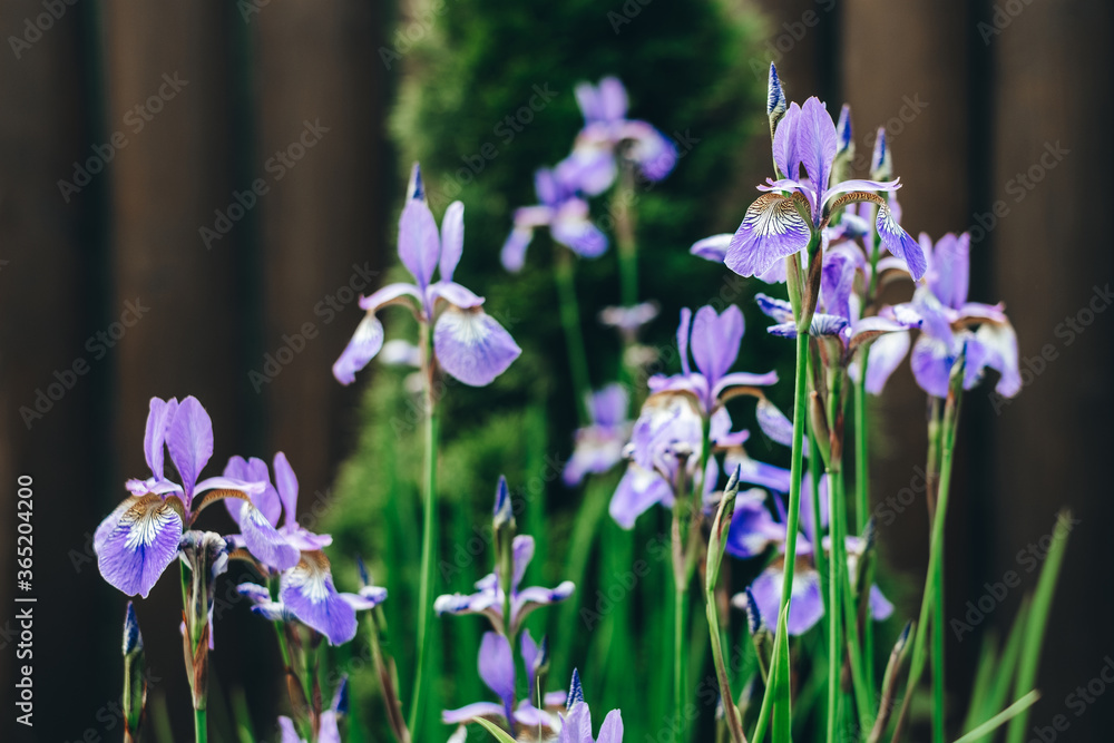 Beautiful violet iris flower with blurred background