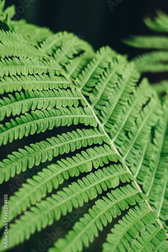 Textured background of green fern leaves