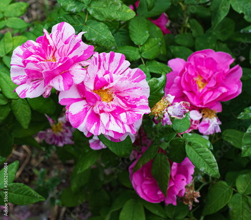 french rosehip, roses with pink flowers