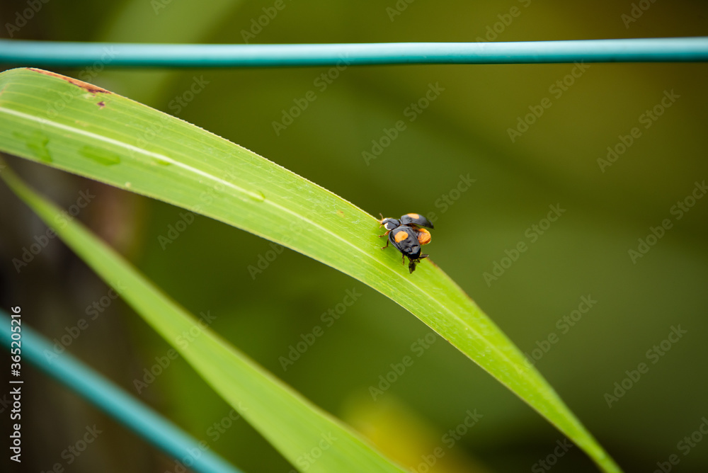 Fototapeta premium ナミテントウ