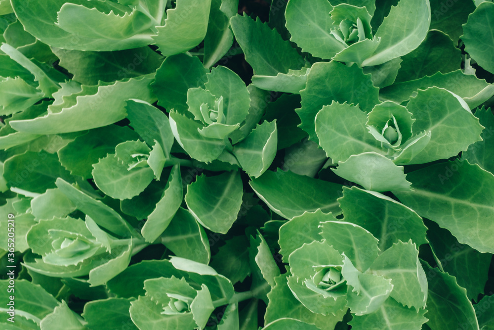 Textured background of green leaves Textured background of green leaves