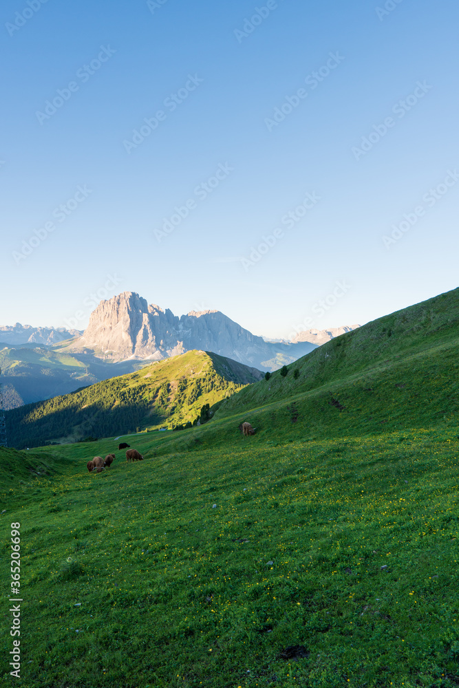 Cattle in the Italian Dolimites of the Alp Mountains. This was taken on Seceda