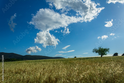 Wheat field with a tree on a sunny day with blue sky and white clouds in Alcoy.