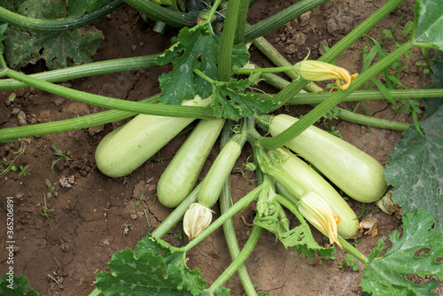 Part of zucchini plant with lot of vegetables and blossoms - agriculture