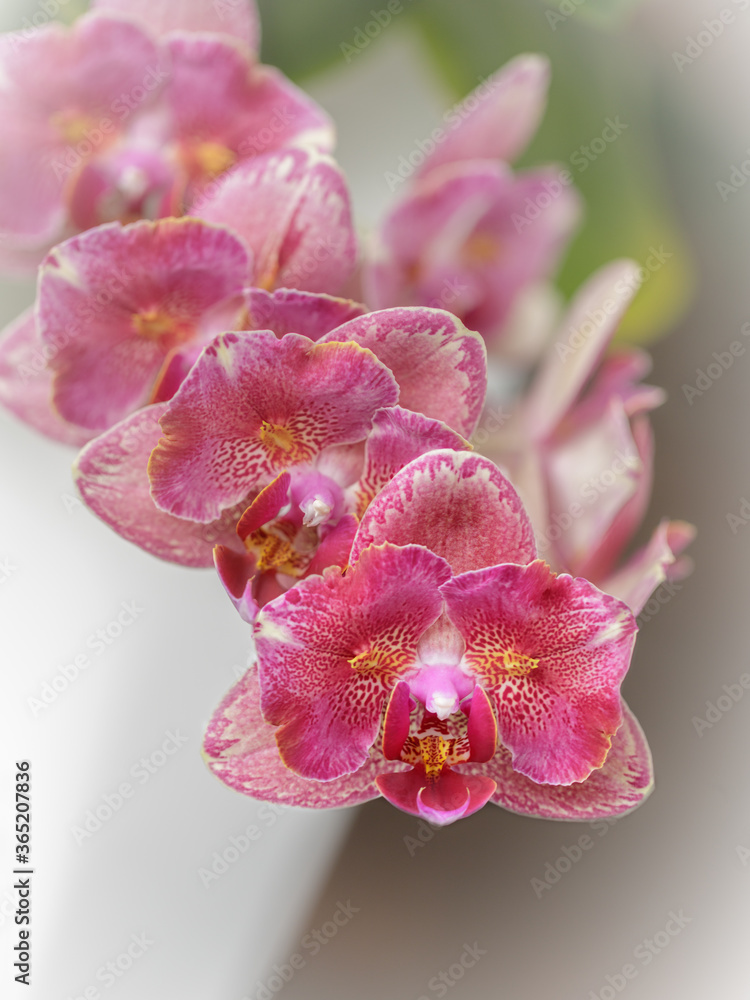 Naklejka premium Flower pink peloric orchid phalaenopsis called Pirate Picottee 
