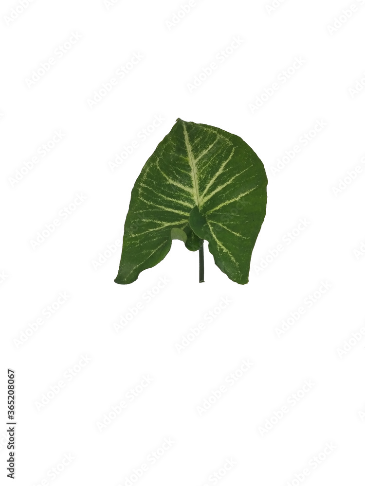 tropical green leafs isolated on white background tropical green leafs isolated on white background