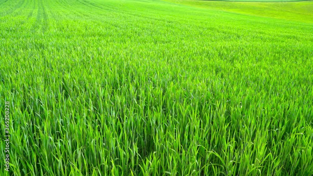 A green field waving in the wind.