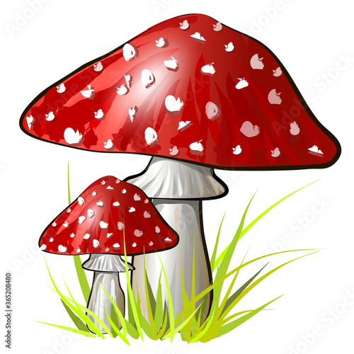 Two cartoon amanita mushroom. Vector colorful illustration