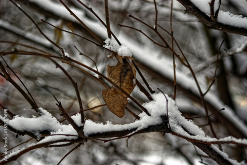 old leaf on a branch in winter, Moscow