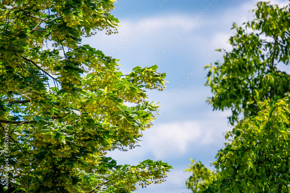 green crowns of linden trees with ripe flowers suitable for harvest to prepare herbal recipes green crowns of linden trees with ripe flowers suitable for harvest to prepare herbal recipes