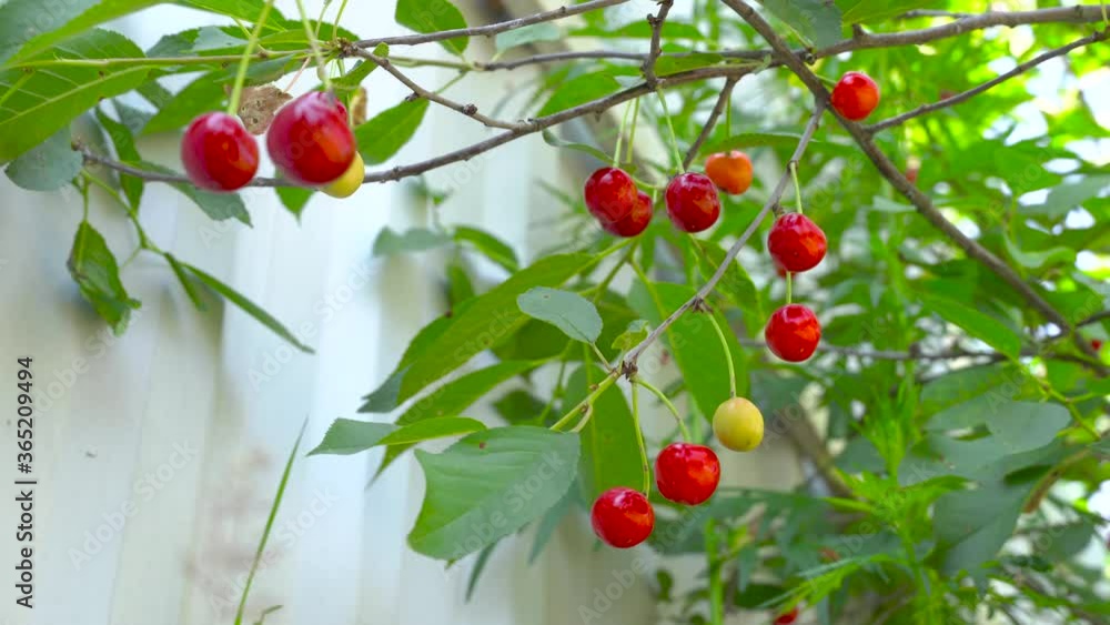 A ripe cherry berry hangs on a tree against the background of leaves and sunlight. Summer. A ripe cherry berry hangs on a tree against the background of leaves and sunlight. Summer.