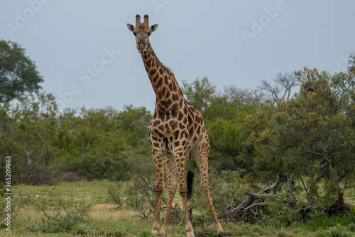 Giraffe (Giraffa giraffa) drinking at a small waterhole in the Timbavati Reserve, South Africa