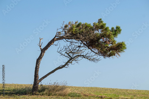 Obraz na płótnie Small pine tree growing bent over by high winds on a hill side