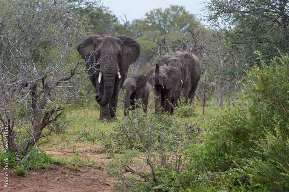Family group of African elephants (Loxodonta africana) walking in the Timbavati Reserve, South Africa