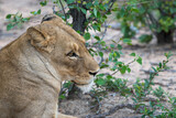 Portrait of a Lioness (Panthera leo) in the Timbavati Reserve, South Africa