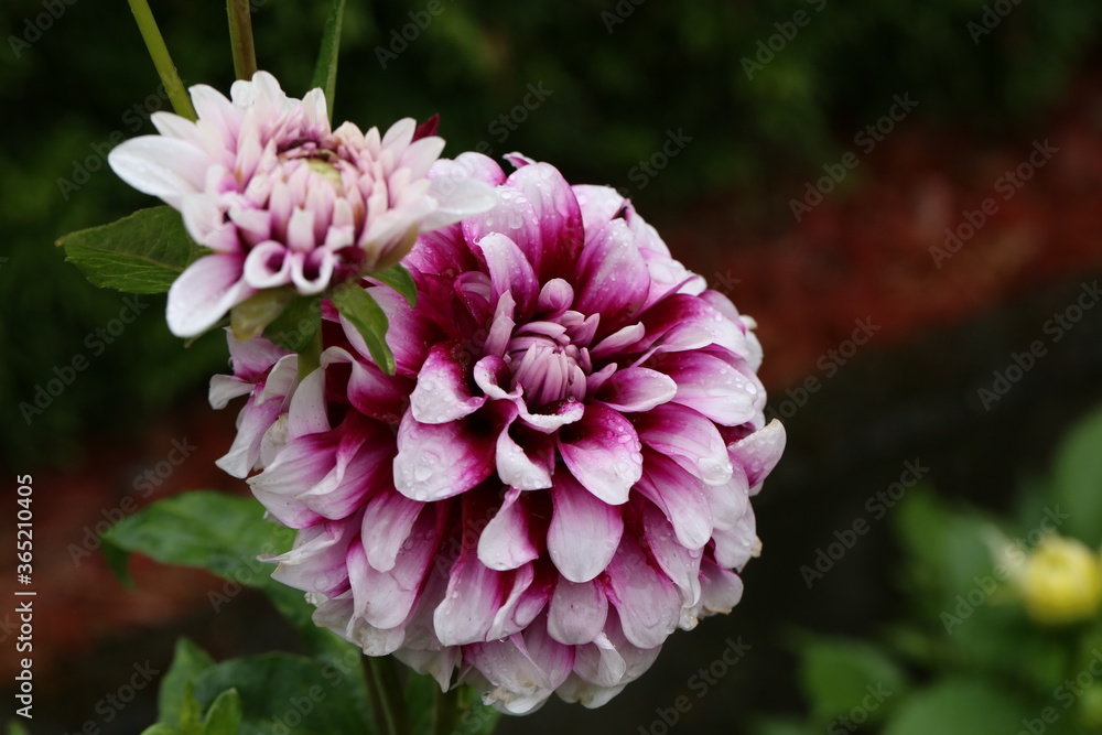 Isolated natural dahlia flower on green background Isolated natural dahlia flower on green background