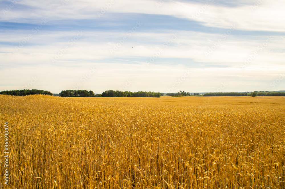 Ripe wheat field with city on the horizon and blue sky