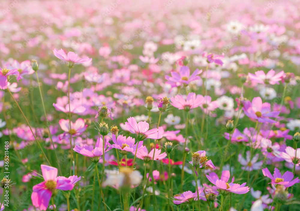 blooming colorful cosmos flower at agriculture garden. blooming colorful cosmos flower at agriculture garden.