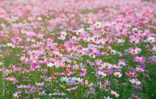 blooming cosmos pink flower at agriculture garden.