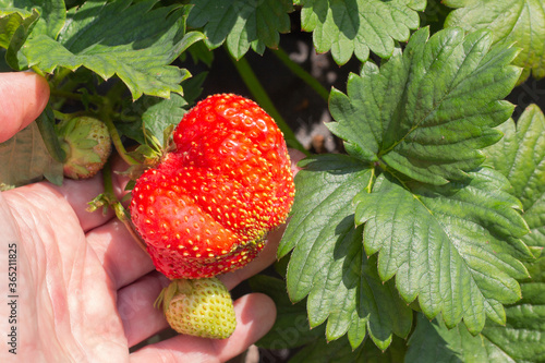 Female farm worker hand picks ripe organic strawberry in the garden. Gardening and agriculture concept.