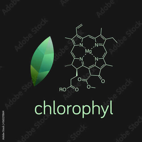 Vector illustration of green leaf and chlorophyll molecule. photo