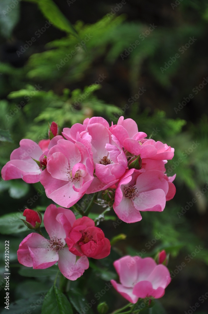 pink roses bush bloom in the garden pink roses bush bloom in the garden